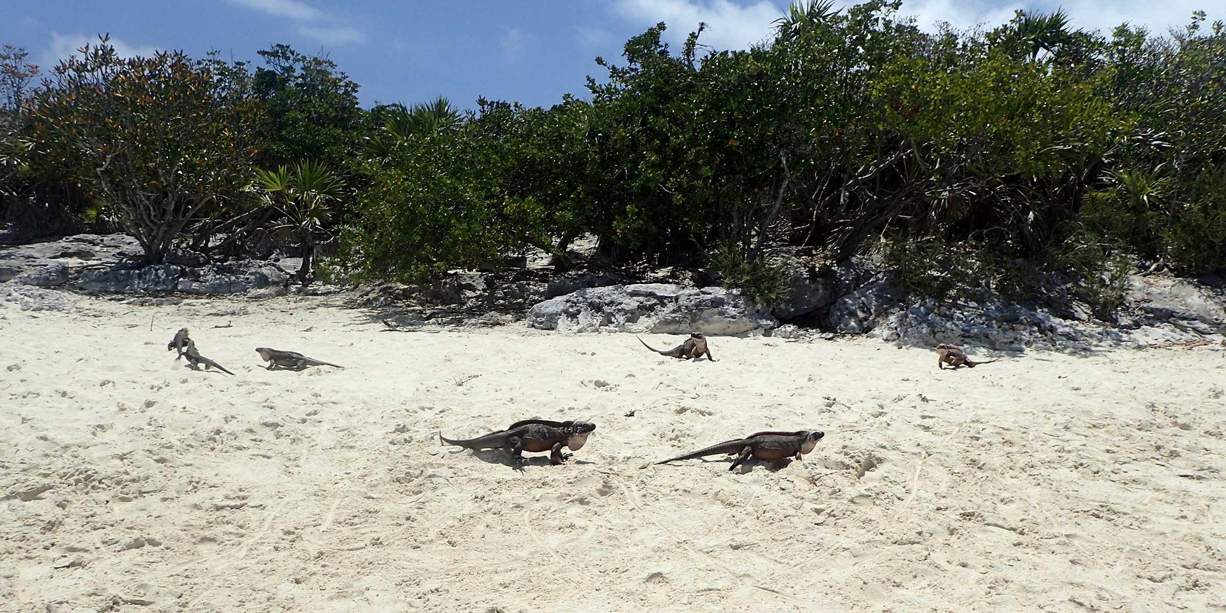 Iguanas on Allan's Cay in the Exumas