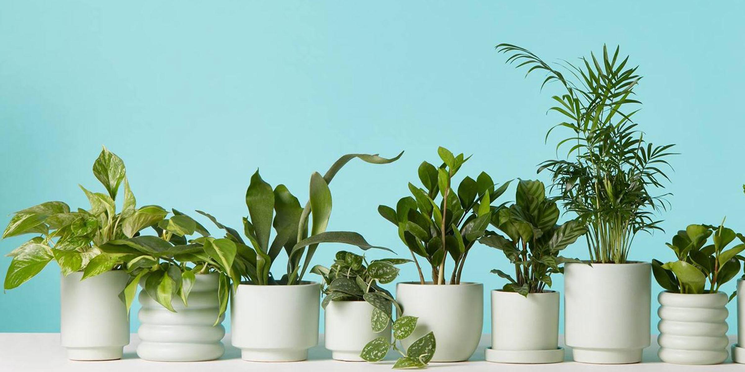 Go Green with indoor plants