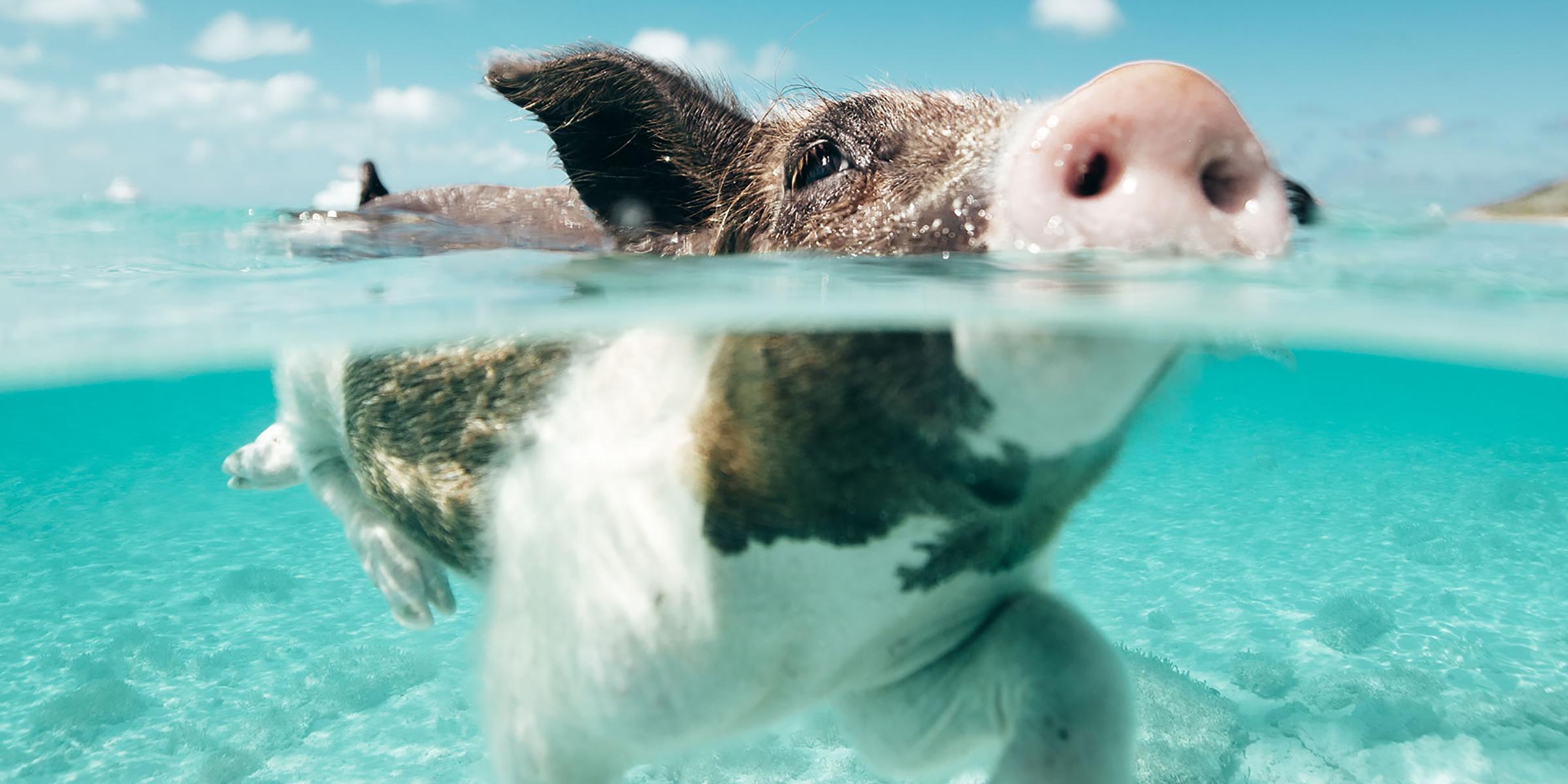 Swimming pig in the Exuma Islands, Bahamas