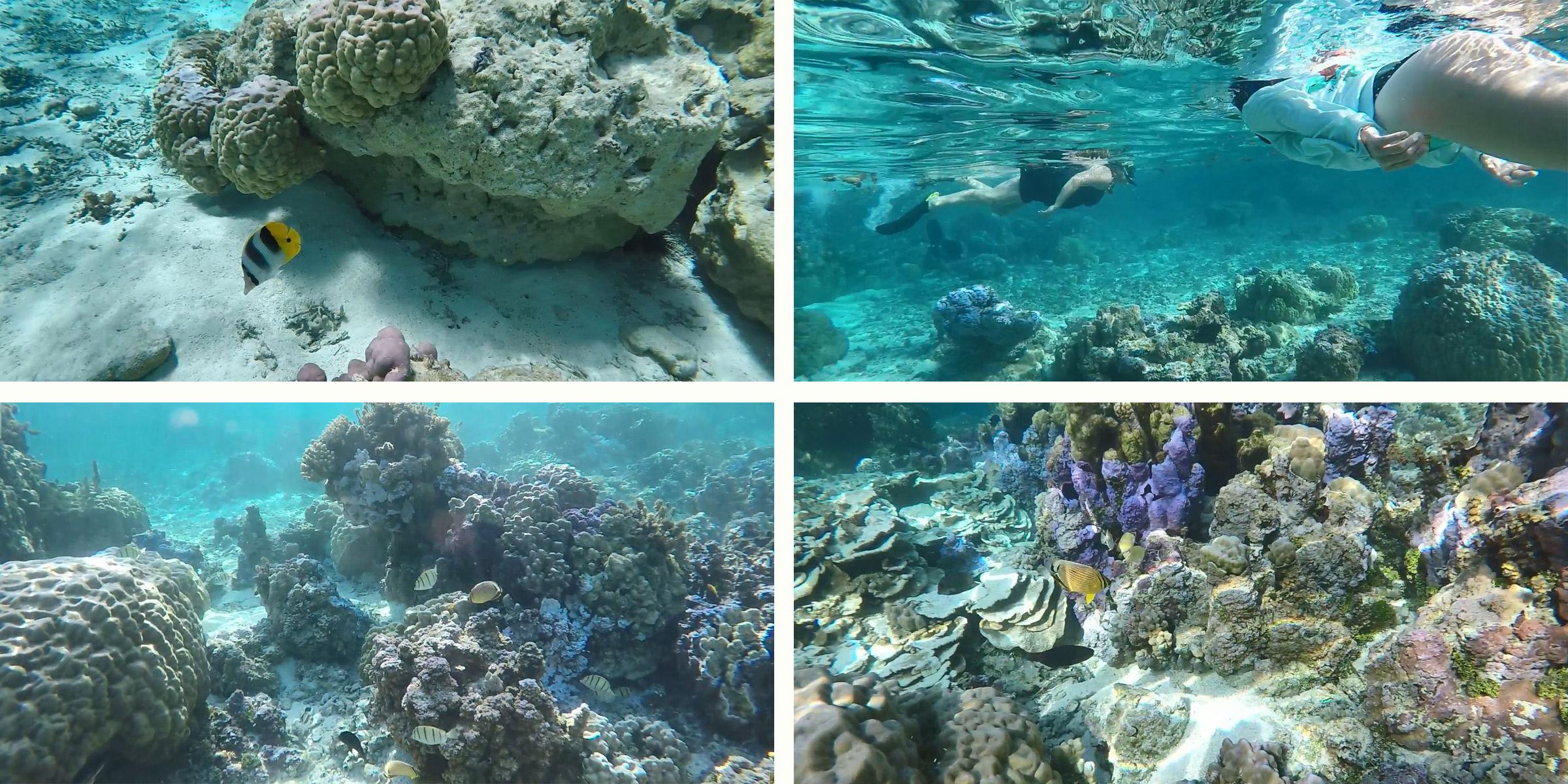tahiti_snorkeling_fish_corals_2400x1200_web.jpg?t=1HDYzm&itok=Jb6H1cc8